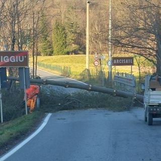 Albero abbattuto dal vento in località Bevera, tra i Comuni di Arcisate e Viggiù