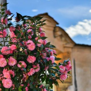 Un assaggio di primavera: a Villa Della Porta Bozzolo tornano Le Giornate delle Camelie