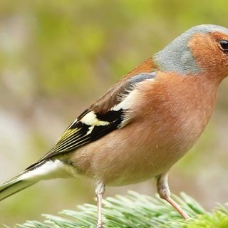 Torna domenica 1° settembre la Sagra degli Uccelli di Cantello
