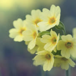METEO. Antipasto di primavera, giornate miti sul Varesotto. Il Centro Geofisico: «Massime fino a 15 gradi» METEO. Antipasto di primavera, giornate miti sul Varesotto. Il Centro Geofisico: «Massime fino a 15 gradi»
