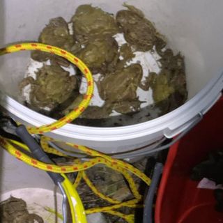 Alcuni rospi salvati dai volontari a Luvinate