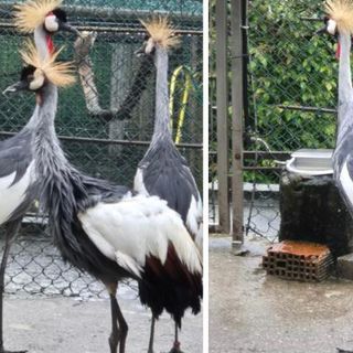 Il magnifico esemplare di gru coronata fuggito dallo Zoo Varese è tornato a casa, insieme ai suoi simili cresciuti in cattività come lui