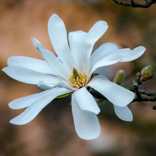 La primavera avanza (foto Gianluca Bertoni)