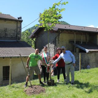 La piantumazione del nuovo gelso a Cittiglio (foto di Flaviano Ossola)
