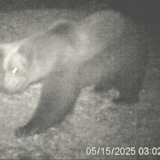 VIDEO. L’orso M29 torna in Val Grande: nuova osservazione nella zona nord del Parco