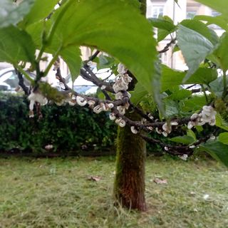 La cocciniglia presente anche fuori da Villa Tamagno a Varese e, sotto, sui rami di alcuni alberi del capoluogo