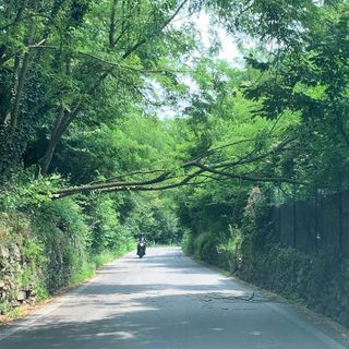 La pianta pericolante sulla strada tra Bregano e Biandronno