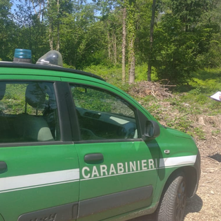 (foto comunicato stampa carabinieri forestali)