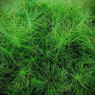 Equiseto e salute estetica: cosa sapere sul rimedio naturale che combatte ritenzione e fragilità