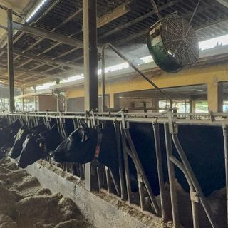 Anche gli animali soffrono il caldo, l'allarme di Coldiretti: ventilatori e doccette nelle stalle