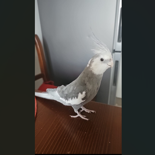 Lola il pappagallo smarrito in zona Brunella a Varese Lola il pappagallo smarrito in zona Brunella a Varese