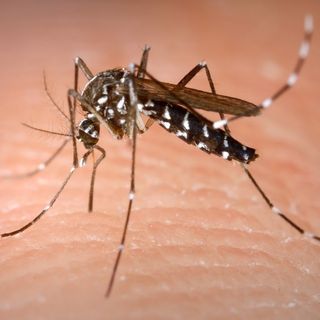 West Nile, Regione rassicura: «In Lombardia casi in linea con gli anni precedenti»