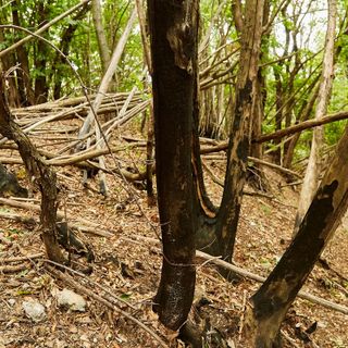 Alberi bruciati al Campo dei Fiori dal terribile incendio del 2017 Alberi bruciati al Campo dei Fiori dal terribile incendio del 2017
