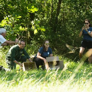 Il momento del rilascio dei gheppi al Parco Campo dei Fiori
