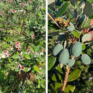 La pianta e il frutto della feijoa coltivate a Leggiuno