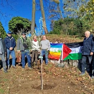 La piantumazione dell'albero di ulivo a Laveno voluta dal Movimento Cinque Stelle