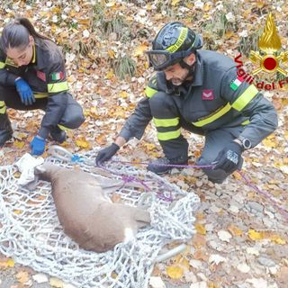Il capriolo salvato nei boschi sopra Velate a Varese