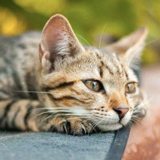 Divieto di nutrire i gatti a Comabbio, insorgono gli animalisti: «Ordinanza da revocare». E il caso rischia di finire in tribunale