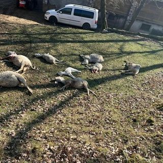 Gli ovini uccisi alla Rasa (foto Coldiretti)