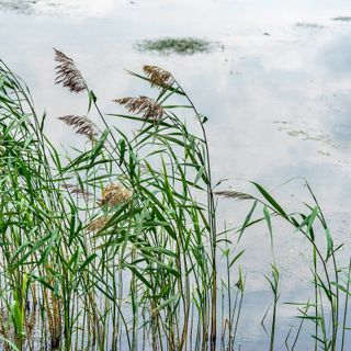 Piante uniche, muschi, farfalle, pipistrelli e pesci esotici, "Canneti in rete" ha esplorato flora e fauna del lago Maggiore