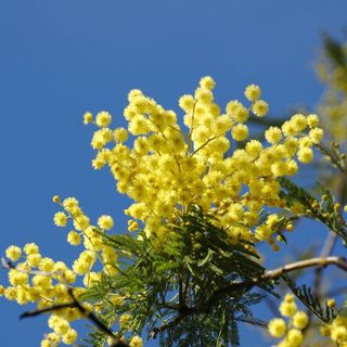 A SPASSO NEL WEEKEND. La provincia di Varese si tinge di rosa e profuma di mimosa per la Festa della Donna