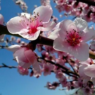 A SPASSO NEL WEEKEND. Sboccia la primavera tra la caccia alle uova a Velate, il fascino di Angera e la voglia di pedalare