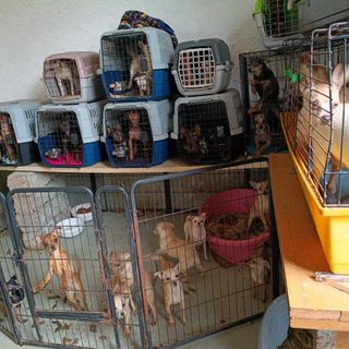 L'allevamento abusivo di cani scoperto a Brebbia