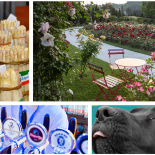 Fine settimana al sapore d'estate con eventi per tutti: dall'asparago di Cantello alle rose di Induno, dalla birra della schiranna ai più bei musi di Varese ai Giardini Estensi