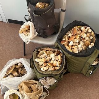 Fermati alla dogana di Ligornetto con 30 chili di funghi, nei guai due italiani