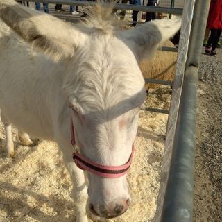 Agrivarese è anche una grande festa per i più piccoli