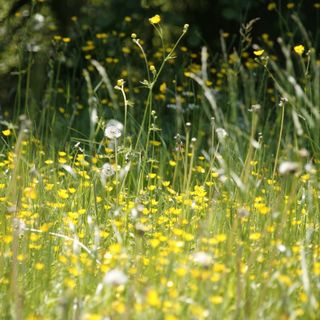 Al Centro Beccaria cura e prevenzione di allergie, asma e fumo per respirare meglio la dolce aria di primavera