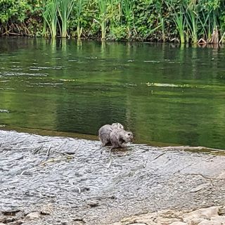 Le due nutrie sul fiume Bardello a Besozzo