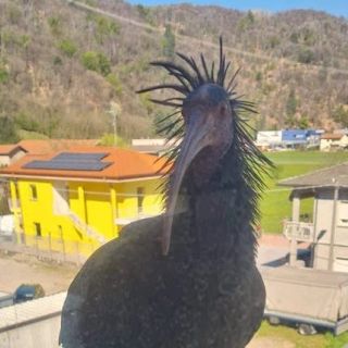 L'esemplare di Iris Eremita avvistato a Brissago Valtravaglia (foto da Luinonotizie.it)