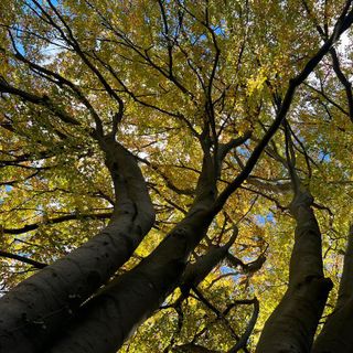 Oggi è la giornata nazionale degli alberi