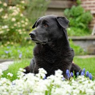 EUROFLORA 2022: Rarità e Bellezza per tutta la famiglia, cane compreso