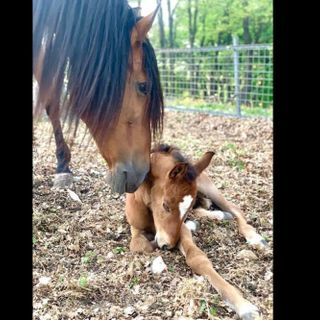 L'azienda agricola La Motta di Morosolo il giorno dopo l'incendio: «Grazie a chi ci ha aiutato e ha dato da mangiare ai nostri animali»