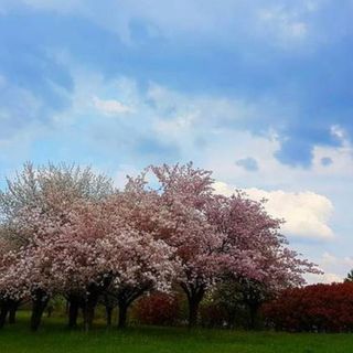 Botta e risposta a Casciago tra la minoranza e il sindaco sulla realizzazione del parco di Morosolo