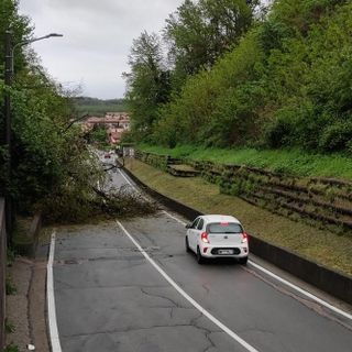 Un albero caduto in passato in via Macchio a Cavaria a causa del maltempo