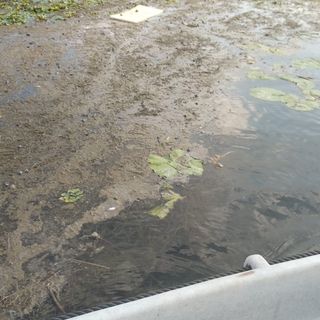 Il sindaco di Cazzago Brabbia: «Salviamo il canneto dall'invasione dell'alga»