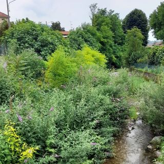 Alberi morti o pericolanti a Cittiglio: al via gli abbattimenti nella zona della stazione Alberi morti o pericolanti a Cittiglio: al via gli abbattimenti nella zona della stazione