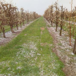 Dopo la siccità la grandine: danneggiati ortaggi e alberi da frutto in tutta la Lombardia