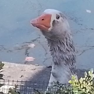 Cornelio, l'oca del Giardino botanico di Torino, diventa influencer. E finisce anche su La7