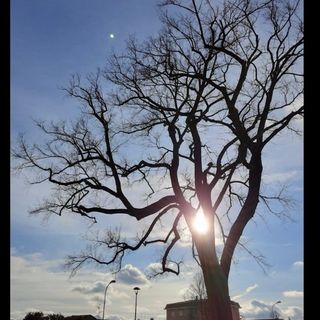 Il sindaco di Daverio: «Non ci divertiamo ad abbattere gli alberi, la memoria dell'olmo verrà onorata e ricordata»