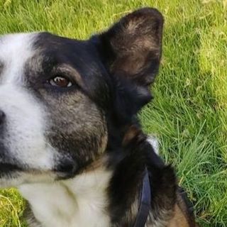 Cittiglio, aggredito da due pitbull insieme al suo cane mentre passeggia sulla ciclabile