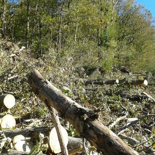 Foto dalla pagina Facebook di Legambiente Laveno Luino
