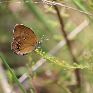 Un esemplare di Coenonympha oedippus, la farfalla a rischio estinzione a Malpensa