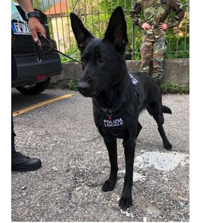 FOTO. Sun, il cane antidroga della polizia locale del Monte Orsa