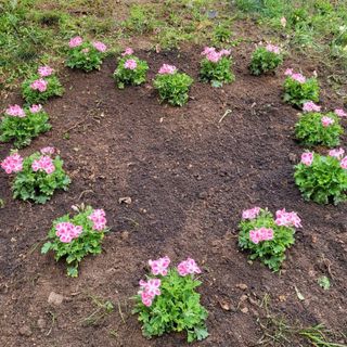 Nonna Maria non c'è più, ma il suo ricordo vive nei fiori e nel cuore dei suoi famigliari