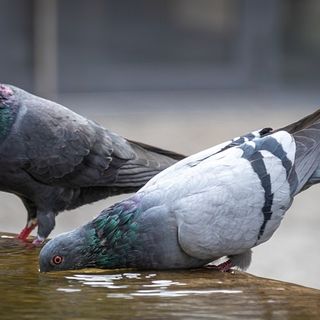 «Prima di “ritirare” le oche dal lungolago, si pensi a come allontanare i piccioni dal cortile del Comune»