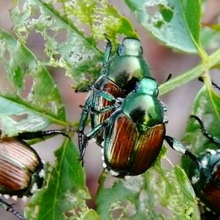 Nel Varesotto arriva il coleottero giapponese che "mangia" le nostre piante